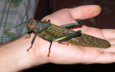 IPSA se pronuncia sobre presencia del Chapulin Gigante